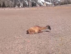 Policía Rural rescató un guanaco herido durante un patrullaje en Alta Montaña