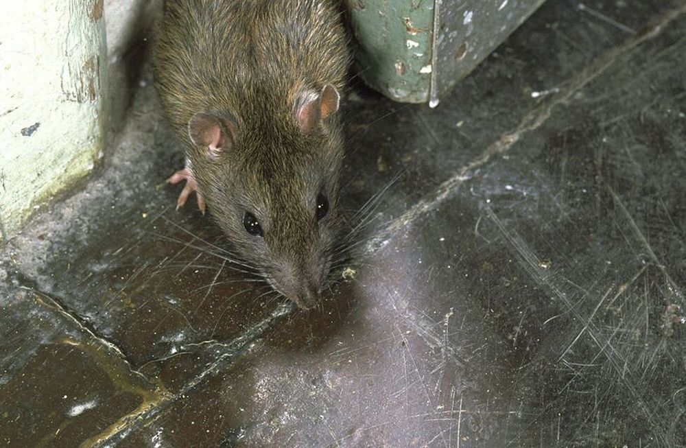 El hantavirus es una enfermedad que suele transmitirse por contacto con orina o excrementos de roedores infectados, aunque en casos poco frecuentes puede propagarse entre personas y derivar en enfermedades respiratorias graves.