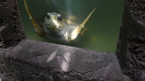El Acuario de Mendoza cumplió 75 años - Por Luciana Sabina