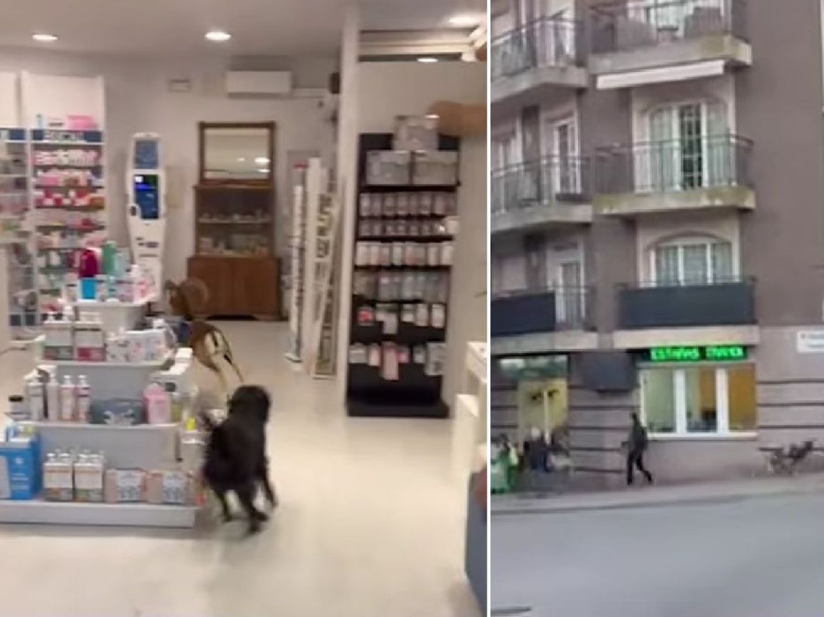 Un animal interrumpió en una farmacia y todos quedaron paralizados.