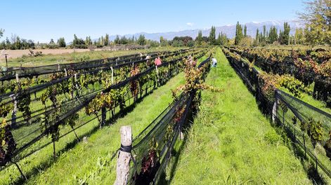 Cuál fue el desempeño de la economía de Mendoza en 2025, en comparación con el promedio nacional