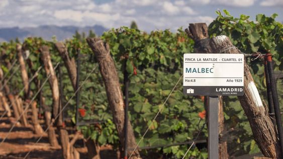 Los nuevos desafíos de la industria y cómo sortearlos desde la óptica de la Bodega Lamadrid