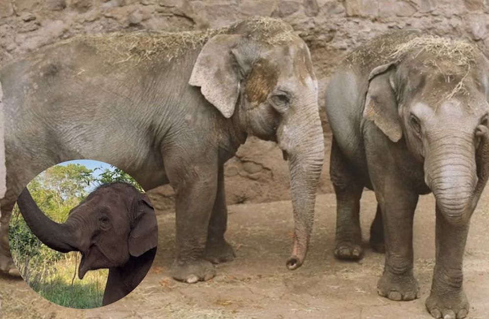 Antes y después: el notable cambio físico de la elefanta Guillermina en casi un año y medio en la selva brasileña. Foto: Archivo Los Andes