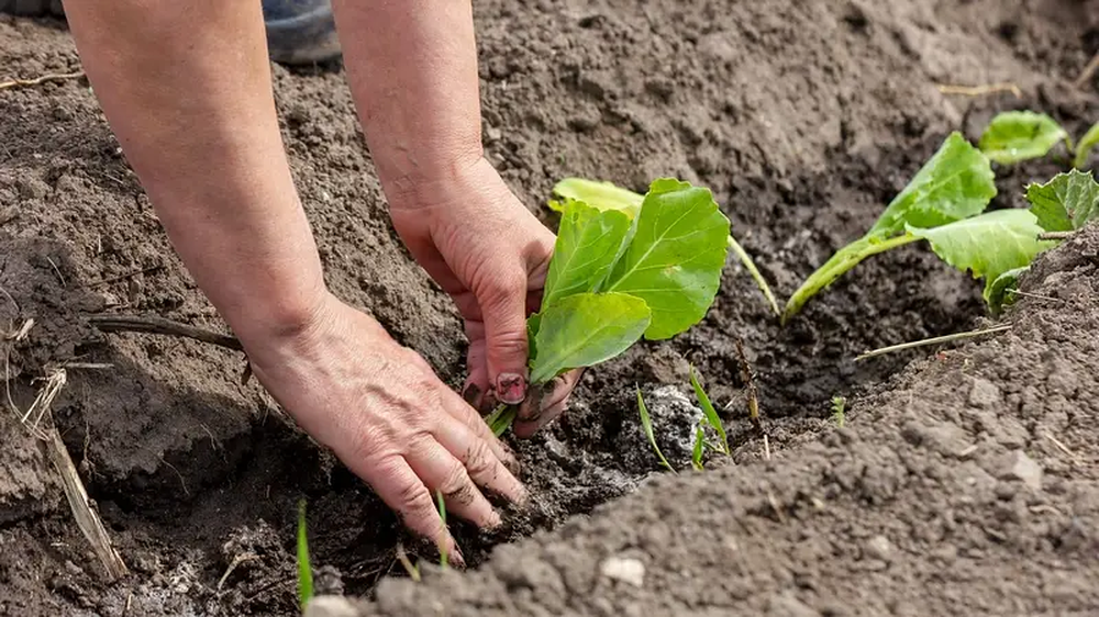 Verduras como chaucha, maíz dulce y calabaza, ideales para el calor.