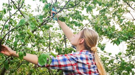 Los Andes | Durante el período de Luna menguante, disminuye la reproducción de bacterias y hongos, y esto repercute positivamente en la sanidad al momento de usar las tijeras para la poda.