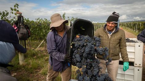 Los trabajadores del campo de Mendoza y Jujuy pueden seguir cobrando $10.000 mientras no haya actividad, más la AUH y la Tarjeta Alimentar. Foto: Ignacio Blanco / Los Andes