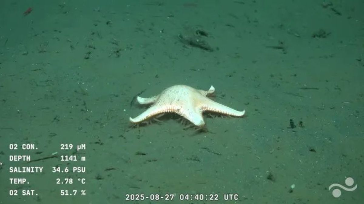 El buque cientifico llegó a Uruguay y reveló nuevas especies, incluida una "estrella con patas"