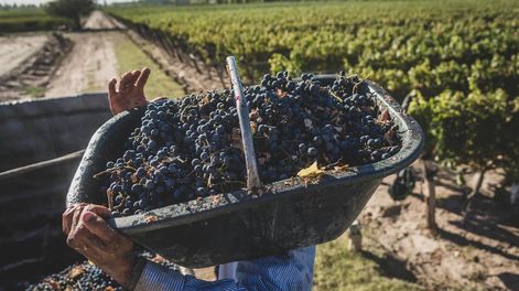 Según datos del Observatorio Vitivinícola Argentino, se exportaron 150 millones de litros de vino Malbec en 2022, 124 millones de litros en 2023 y 108 millones en 2024 (dato preliminar a octubre).