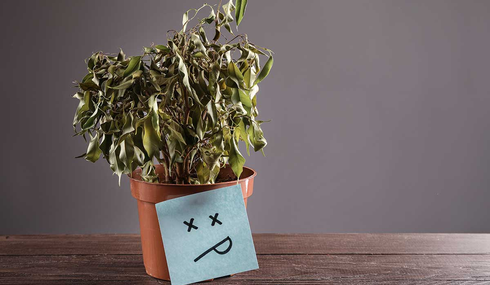 Si tus plantas parecen muertas, tienen una solución.
