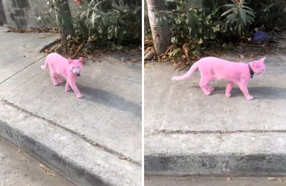 Pintaron a un gato de rosa y el video se hizo viral.