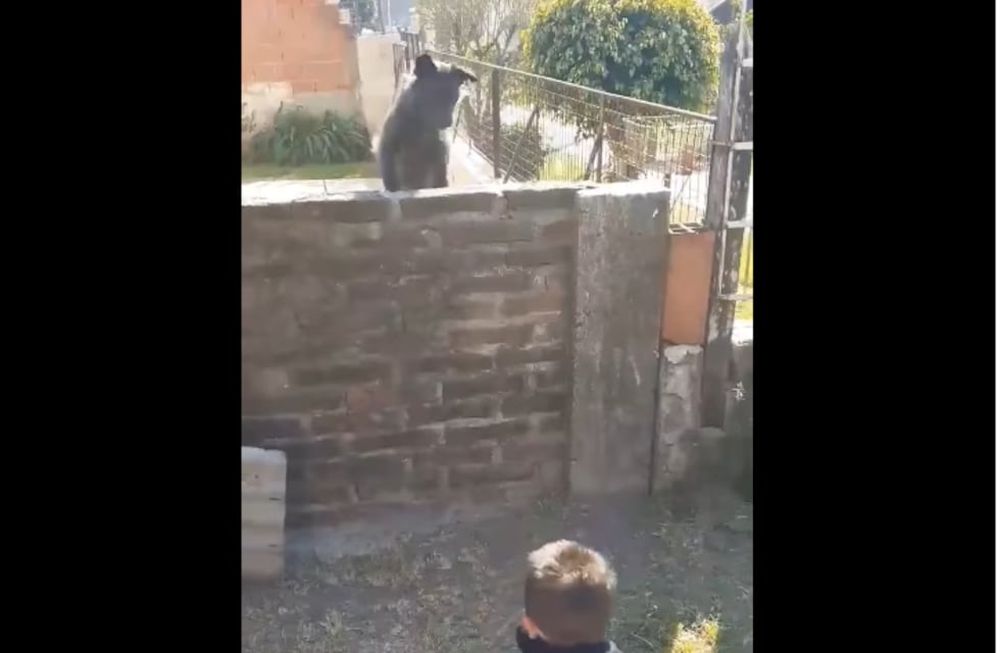 Video: el muro que los separa no los detiene para jugar como niños