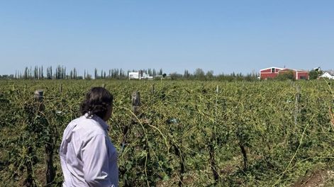 Ministerio de Producción recorrieron las zonas afectadas por la tormenta en San Rafael.