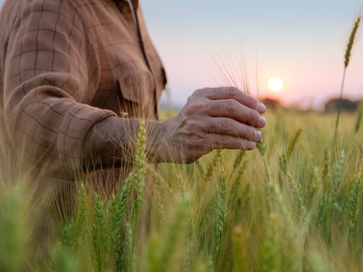 La Agricultura Regenerativa: clave para la sustentabilidad ambiental en la lucha contra el cambio climático