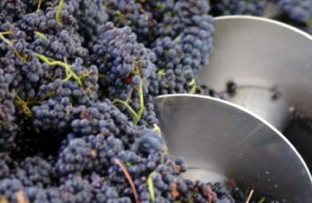 El secretario de Agricultura de San Juan destacó la diversificación de la uva, y el trabajo conjunto con Mendoza para fortalecer el mosto