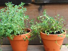 Una planta fuerte y resistente de tomillo, simboliza energía vital en equilibrio.