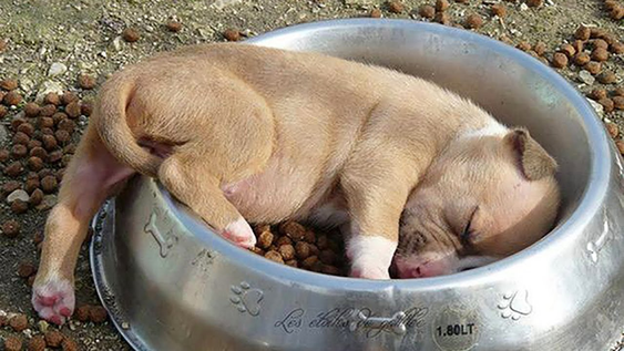 7 razas de perros que duermen en las posiciones más extrañas.