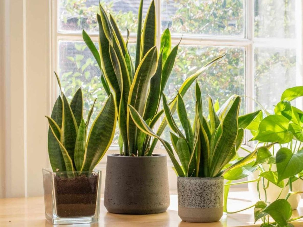 Si tu planta crece mucho, pero está débil, podría tener este problema: las señales de alerta que debes mirar