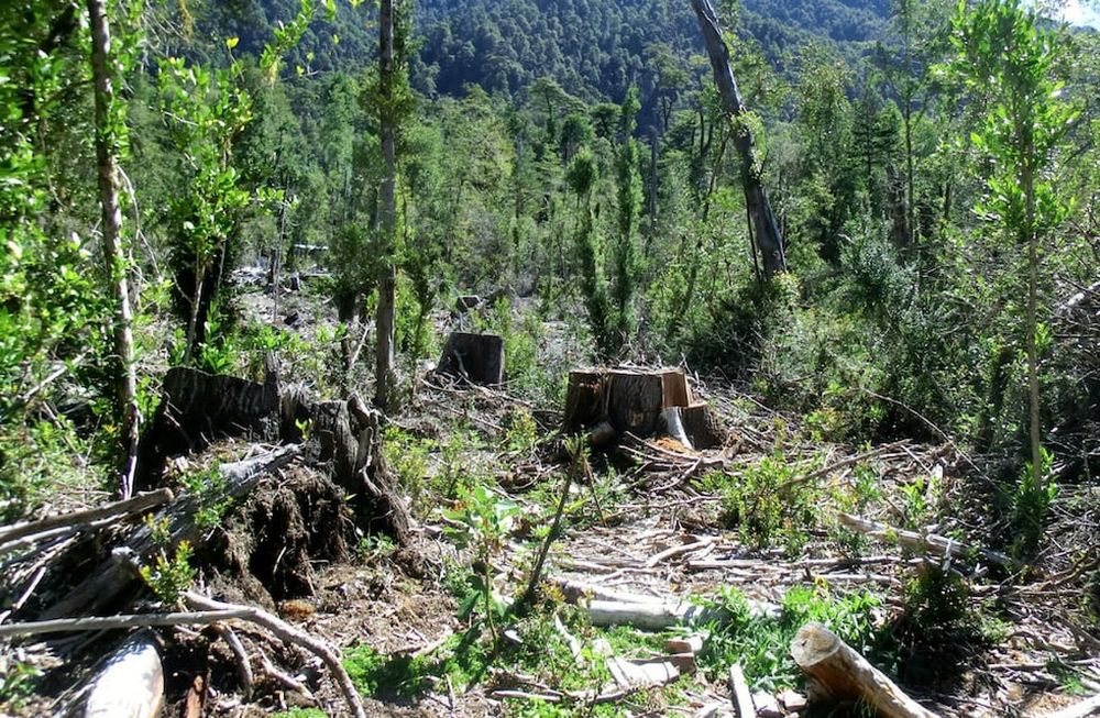 Esta crisis epocal de matriz socio ecológica nos convoca a reconciliarnos con la naturaleza y a respetar las formas de vida y la cultura de los pueblos.