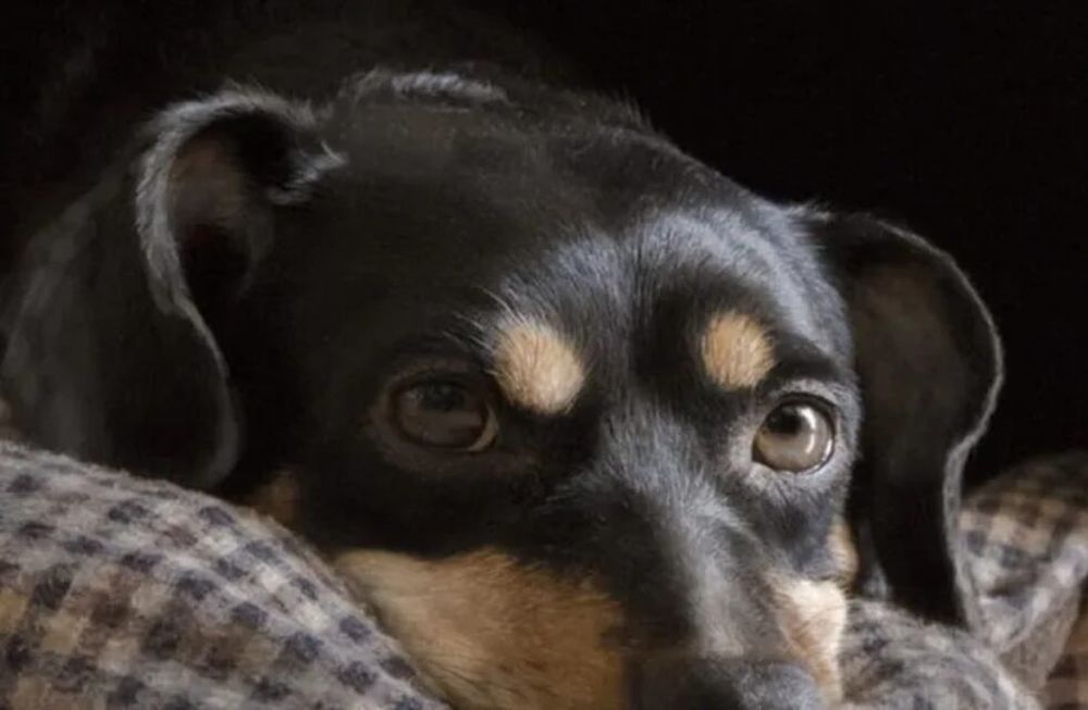 El drama del perro Coco: la particular historia del cordobés dueño de la mascota
