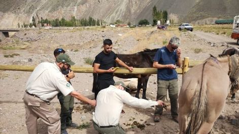 Uno de las mulas lesionadas encontrada en el operativo de maltrato animal realizado en Parque Aconcagua. | Foto: Gobierno de Mendoza.