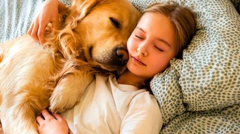 golden retriever: la razon por la que esta raza necesita estar siempre cerca de sus duenos, segun expertos