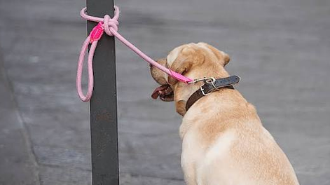 La única excepción admitida por el legislador responde a prescripciones veterinarias expresas fundamentadas en la salud o el bienestar del animal.