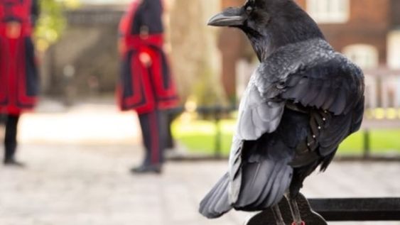 No se sabe cuándo llegaron por primera vez los cuervos a la Torre de Londres, pero su presencia allí está rodeada de mitos y leyendas. Foto: Clarín