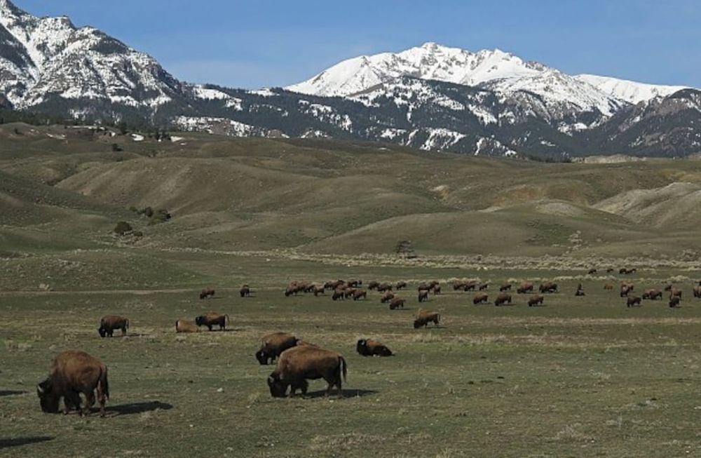 Los bisontes, si son demasiado numerosos, pueden dañar “los recursos hídricos, la vegetación y el suelo del parque”. / Foto: Gentileza Pixabay