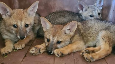 Las tres crías de zorro gris ya están el Ecoparque. Gentileza Ministerio de Energía y Ambiente.