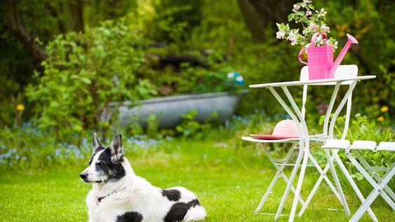 No es necesario eliminar las plantas tóxicas de nuestro jardín, pero sí reconocerlas, para dar aviso al veterinario si encontramos sus hojas mordidas y nuestra mascota se siente mal.