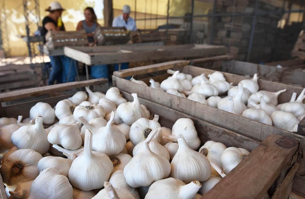 Los productos mendocinos, exceptuados del nuevo esquema de retenciones