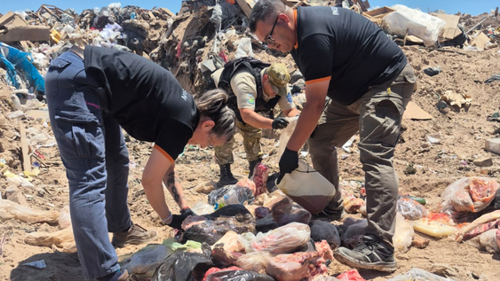 Las Heras: la Policía Rural decomisó 200 kilos de carne en mal estado.