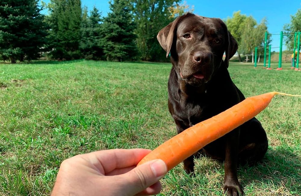 Snack para mascotas. / Web