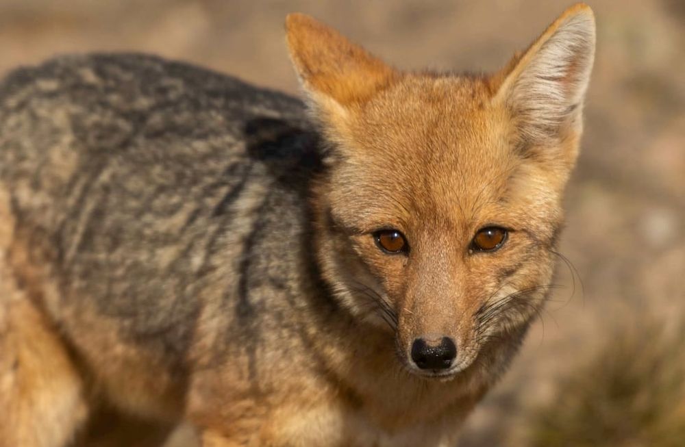 El crecimiento de la urbanización hacia zonas que históricamente han sido rurales y salvajes ha llevado a que especies como el zorro vean invadido su hábitat en Mendoza. Foto: Ignacio Blanco / Los Andes.