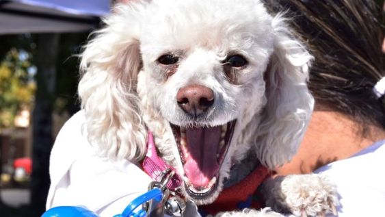 En números: cómo es el trabajo de Godoy Cruz, pionero en tenencia responsable de mascotas