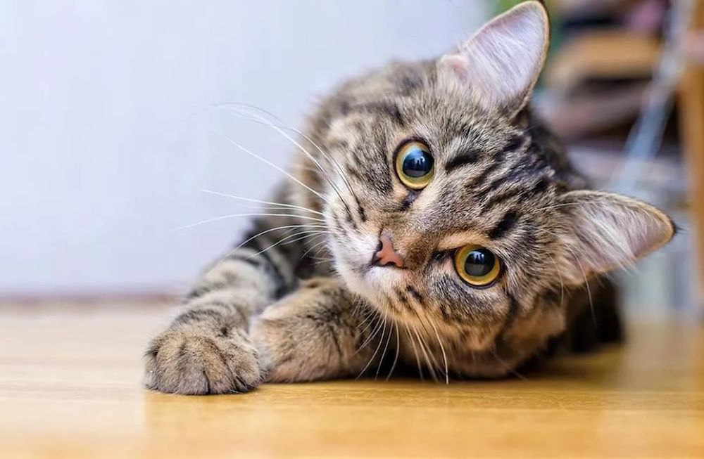 20 de febrero Día Internacional del Gato.
