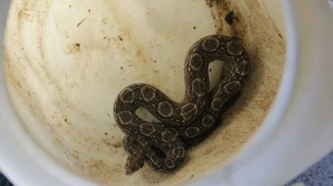 Se le apareció una boa en el auto mientras manejaba. Ocurrió en Córdoba.