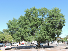 Este árbol crece rápido, resiste a todas las tormentas y no necesita un cuidado constante.