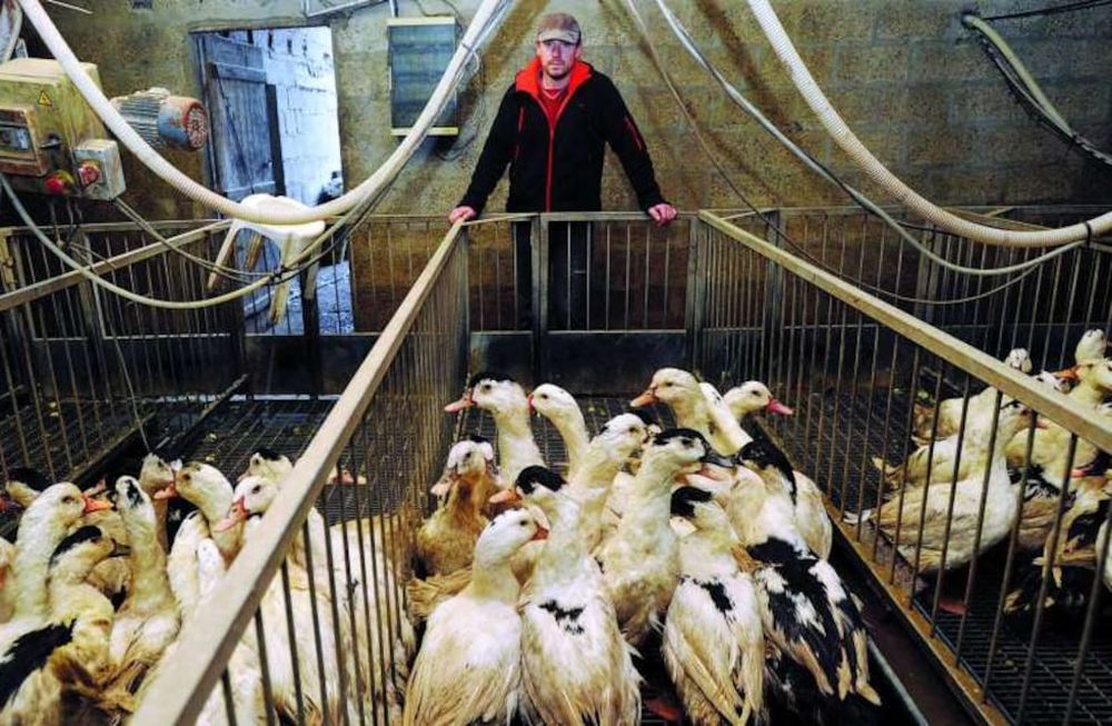 Francia sacrificó 400 mil patos para evitar brote de gripe aviar y faltan “cientos de miles más”
