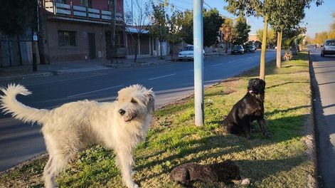 Perros abandonados - Archivo Los Andes