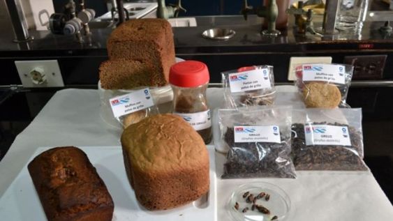 Alimentos a base de polvo de grillo. Foto: Instituto Nacional de Tecnología Agropecuaria.