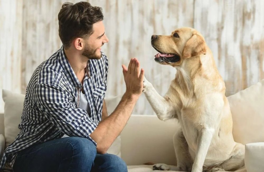 Horóscopo: ¿Hay una mascota ideal para cada signos? Los astros dicen que sí