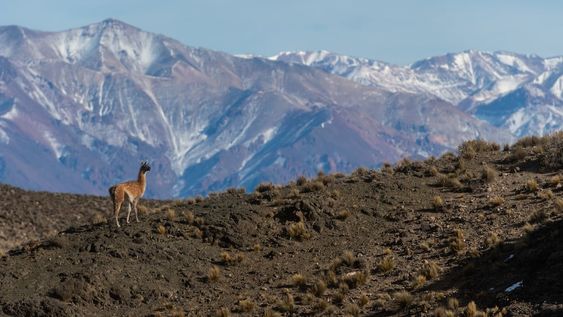 La ruta 13 de Las Heras suele ser el escenario de distintos operativos para erradicar la caza furtiva. En el lugar se encuentran guanacos, que son una especie protegida y blanco de los cazadores ilegales. Foto: Ignacio Blanco / Los Andes