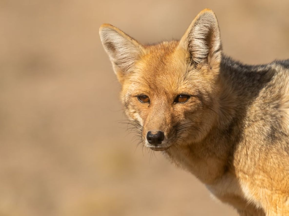 Preocupación por un brote de moquillo neurológico que está matando a zorros en Potrerillos. Foto: Ignacio Blanco / Los Andes. Preocupación por un brote de moquillo neurológico que está matando a zorros en Potrerillos. Foto: Ignacio Blanco / Los Andes.