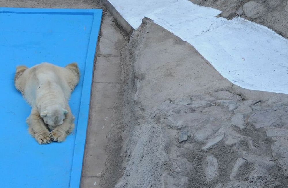 Murió Filippo, el artista rebelde que cautivó a CFK con un cuadro y puso aire acondicionado a un oso polar Murió Filippo, el artista rebelde que cautivó a CFK con un cuadro y puso aire acondicionado a un oso polar