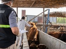 El Gobierno permitirá importar vacunas y medicamentos veterinarios de países con normas equivalentes