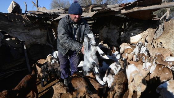 El plan de asistencia tiene como propósito suministrar alimentos balanceados a fin de reducir el desbalance nutricional que sufren los animales durante el invierno. / Claudio Gutiérrez