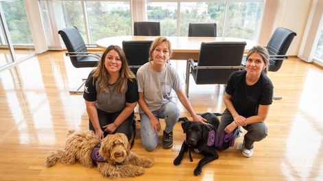 Mateo, Pocha y Boris, 3 los perros que acompañan a niños víctimas de abusos y les dan contención. Foto: Ignacio Blanco / Los Andes