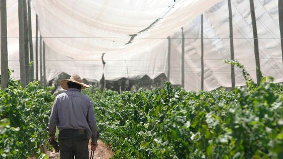 El Fondo para la Transformación y el Crecimiento (FTyC) ofrece cinco líneas para la agroindustria, destinadas a la compra de malla antigranizo, proyectos de mejora de la eficiencia hídrica o capital de trabajo. / Foto: Pablo Lopez / Los Andes