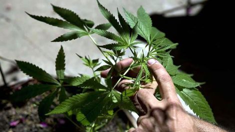 Tras su legalización, la cosecha de marihuana fue récord en Uruguay